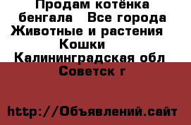 Продам котёнка бенгала - Все города Животные и растения » Кошки   . Калининградская обл.,Советск г.